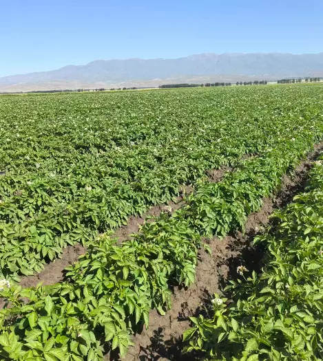 Comment l'industrie de la pomme de terre de Wenxing du Xinjiang assure-t-elle l'approvisionnement en matières premières via la plantation de pommes de terre au printemps 2026 ?